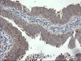 VBP1 Antibody (clone OTI2E6)