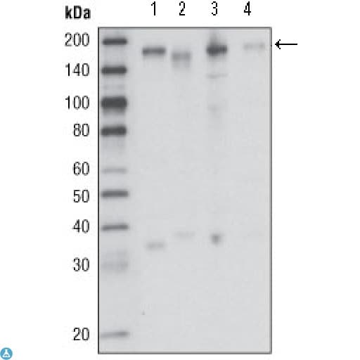 Monoclonal Mouse anti-Human MST1R / RON Antibody (WB)