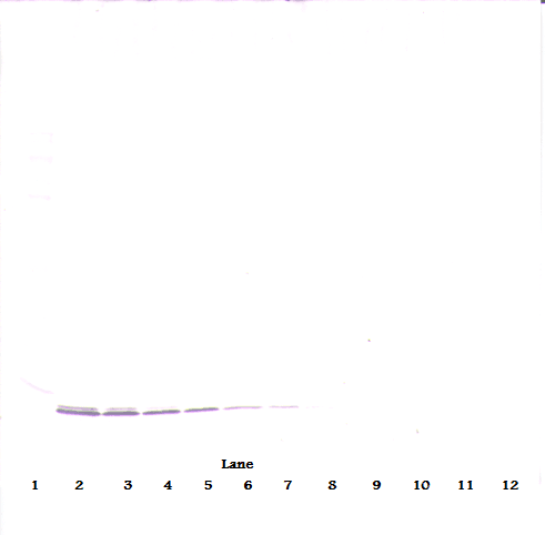 CXCL7 / PPBP Antibody
