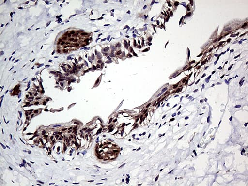 Monoclonal Mouse anti-Human ZNF329 Antibody (clone OTI7F2, aa1-203, IHC, WB)