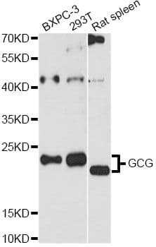 Polyclonal Rabbit anti-Human GCG / Glucagon Antibody (WB)