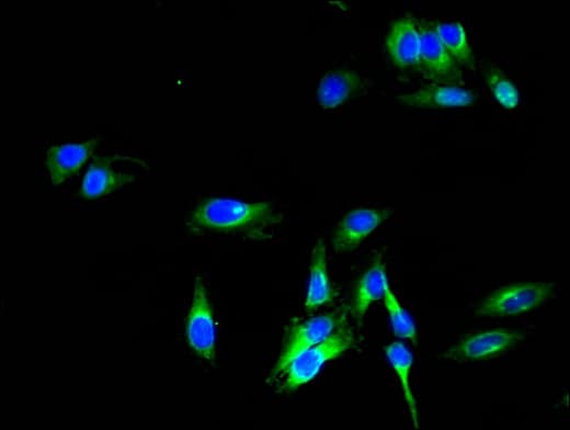 PLD3 / Phospholipase D3 Antibody