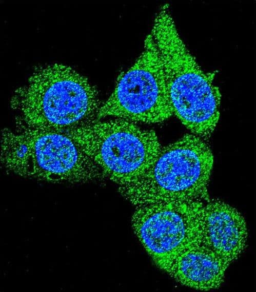 Polyclonal Rabbit anti-Human GAPDH Antibody (aa233-259, IHC, IF, WB)