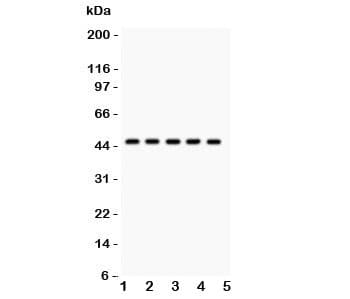 PIM1 / Pim-1 Antibody (aa282-312)