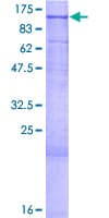 Human MAN2C1 Protein (Recombinant GST)