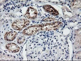 FGF21 Antibody (aa29-209, clone OTI9E5, Carrier-free)