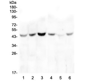 ZP3 Antibody