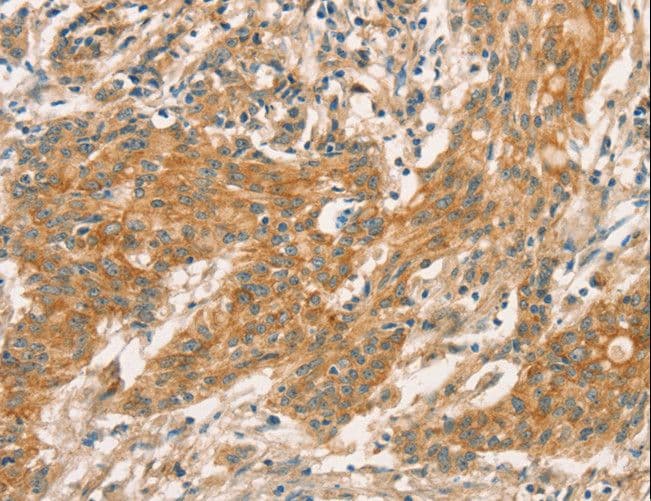 CPA2 Antibody