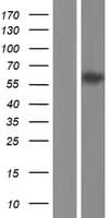 HNF1B / HNF1 Beta Protein (Over-Expression Lysate Myc-DDK (Flag))