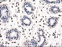 Monoclonal Mouse anti-Human NRBP1 / NRBP Antibody (clone OTI7C5, IHC, WB)