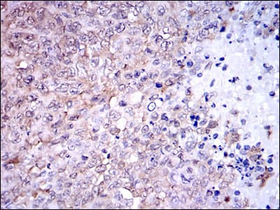 NQO1 Antibody (clone 4D12)