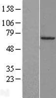 Human FOXA3 Protein (Over-Expression Lysate Myc-DDK (Flag))