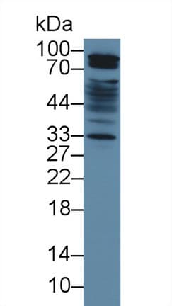 SIRPA / CD172a Antibody (aa56-296, PE)
