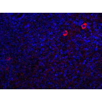CASP8 / Caspase 8 Antibody