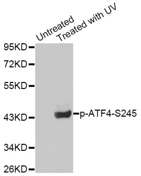 ATF4 Antibody (phospho-Ser245)