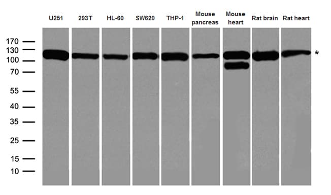 DISC1 Antibody