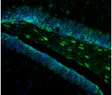 Monoclonal Mouse anti-Mouse Nlgn4l Antibody (clone S98-7, IF, WB)