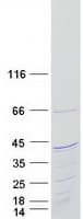 Human KIAA1191 Protein (Recombinant Myc-DDK (Flag))