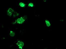 SSR1 Antibody (clone OTI3E5)