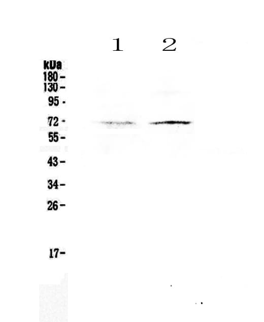 CLPX Antibody