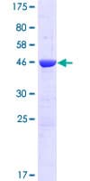 Human ROPN1B Protein (Recombinant GST)