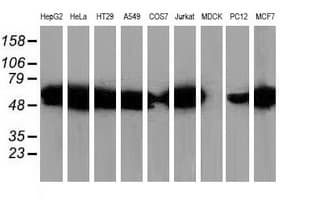 SQSTM1 Antibody (clone OTI1E9, Carrier-free)