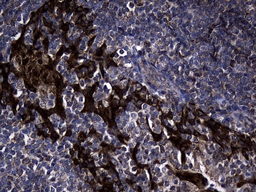 Monoclonal Mouse anti-Human KIAA1970 / EARS2 Antibody (clone OTI2C1, Carrier-free, IHC, WB)