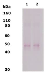 OPRD1 / Delta Opioid Receptor Antibody (aa3-17)