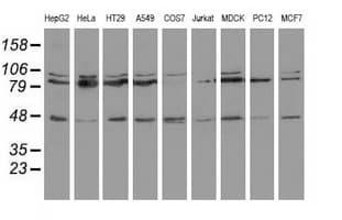 CD80 Antibody (clone OTI1E9)