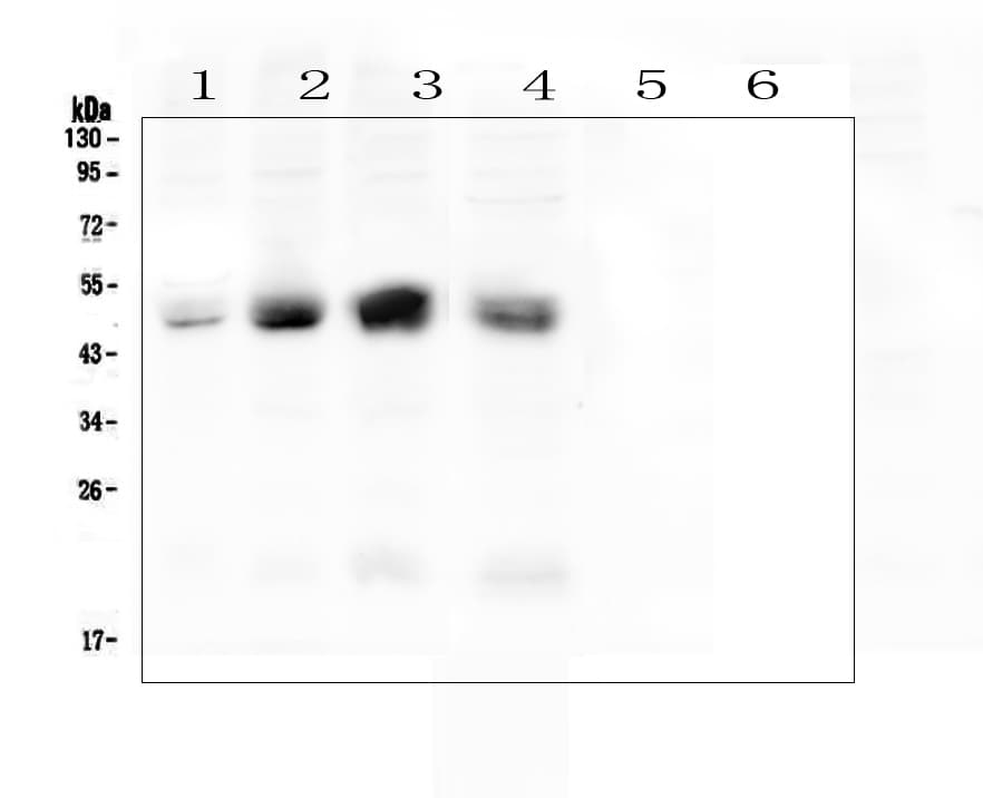 CXADR Antibody (aa313-328)