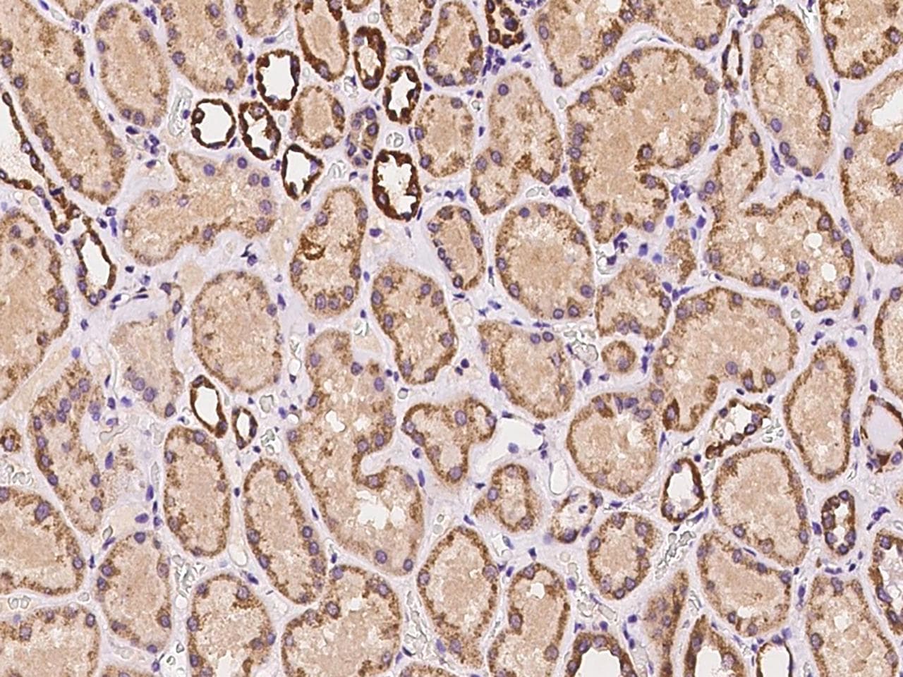 MRGPRF Antibody