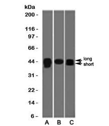 TIA-1 Antibody (clone TRIA1-1, Azide-free, BSA-free)