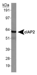 BIRC3 / cIAP2 Antibody (Internal)