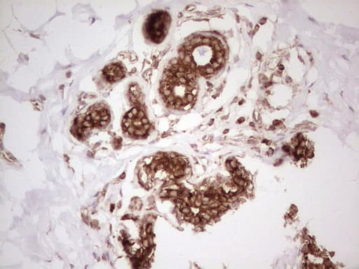 WIBG Antibody (clone OTI9C7)