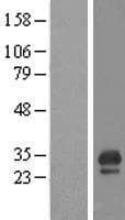 CDC42EP3 Protein (Over-Expression Lysate Myc-DDK (Flag))