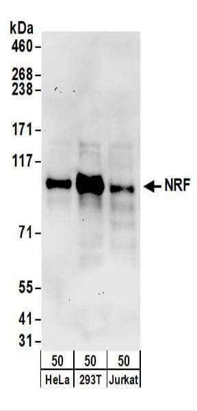 NKRF / NRF Antibody (aa50-100)