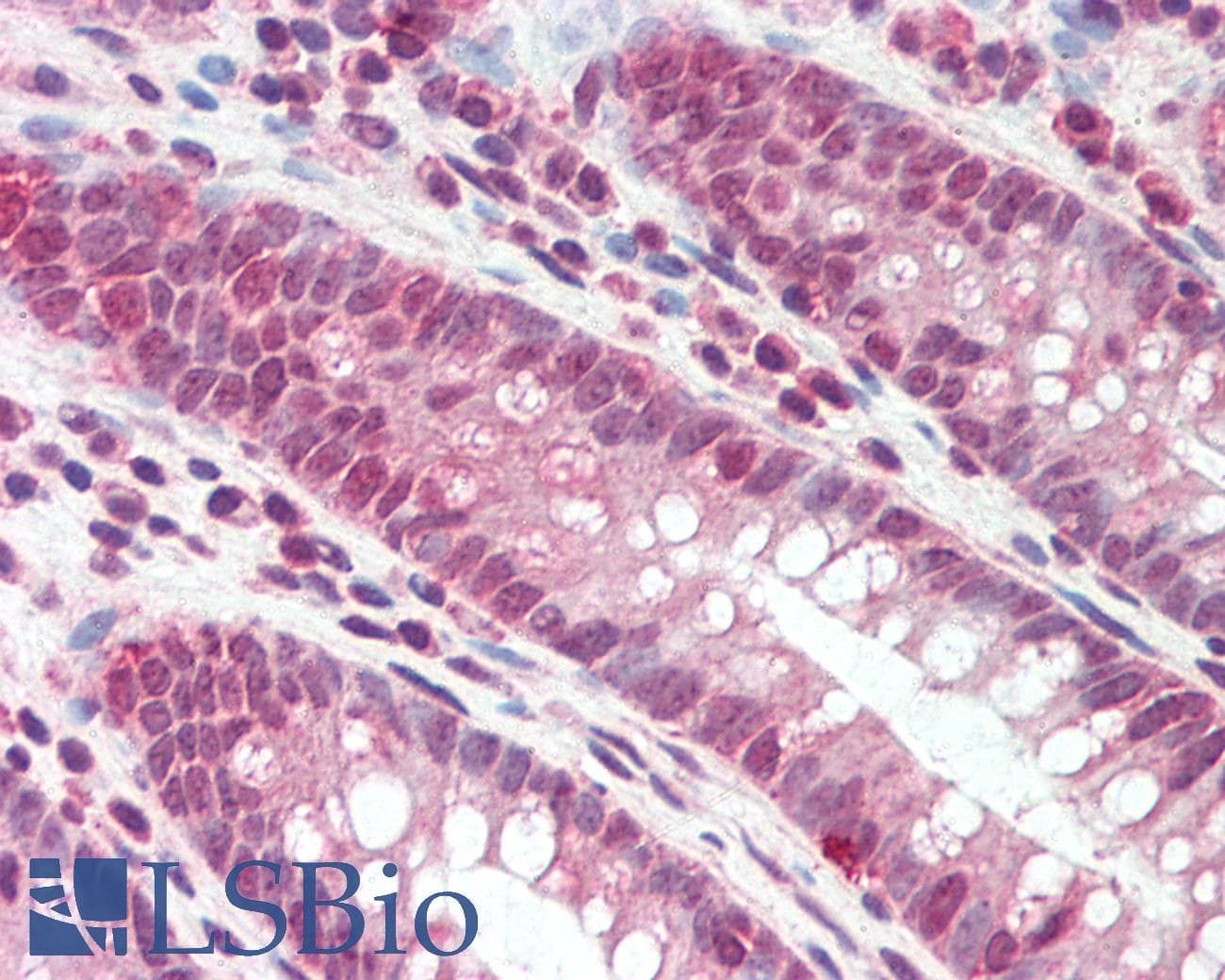 IHC-plus™ DEFB107A Antibody (aa29-42)
