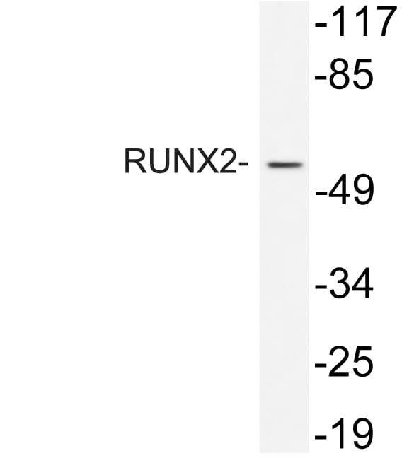 CBFA1 / RUNX2 Antibody (aa229-278)