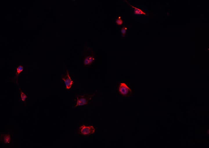 ELMO1 / ELMO 1 Antibody