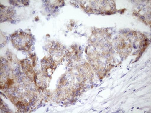 GLOD2 / MCEE Antibody (clone OTI6A1, Carrier-free)