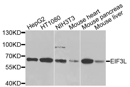 EIF3L / EIF3EIP Antibody