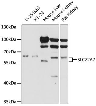 SLC22A7 / OAT2 Antibody