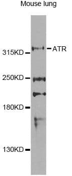 ATR Antibody