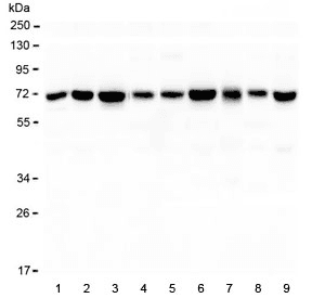 KBTBD2 Antibody