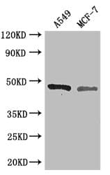 EIF4A3 Antibody