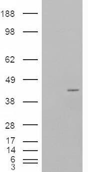 IHC-plus™ Polyclonal Goat anti-Human P40PHOX / NCF4 Antibody (aa228-238, IHC, WB)