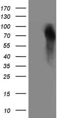 GRN / Granulin Antibody (aa327-593, clone OTI3H6, Carrier-free)