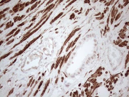 SETD8 / SET8 Antibody (clone OTI3G9, Carrier-free)
