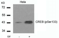 CREB1 / CREB Antibody