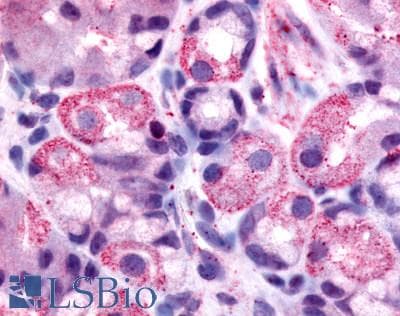 IHC-plus™ HRH2 / Histamine H2 Receptor Antibody (Cytoplasmic Domain)